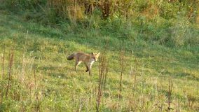 Vörös róka - fotó: Nagy Kornél