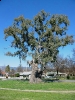 230 éves az eukaliptuszfa