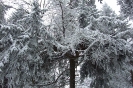 Különféle fák a télben