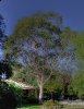 szellem eukaliptuszfa 